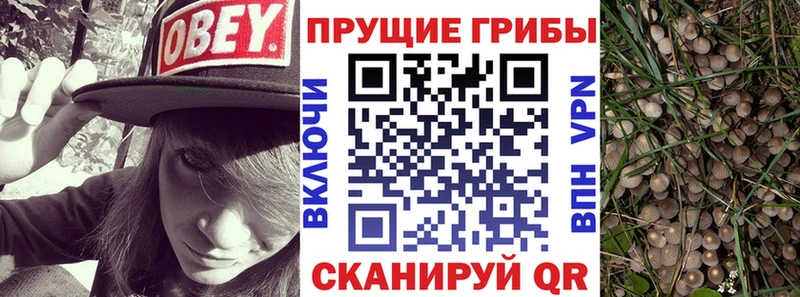 Галлюциногенные грибы Psilocybe  Тихвин 